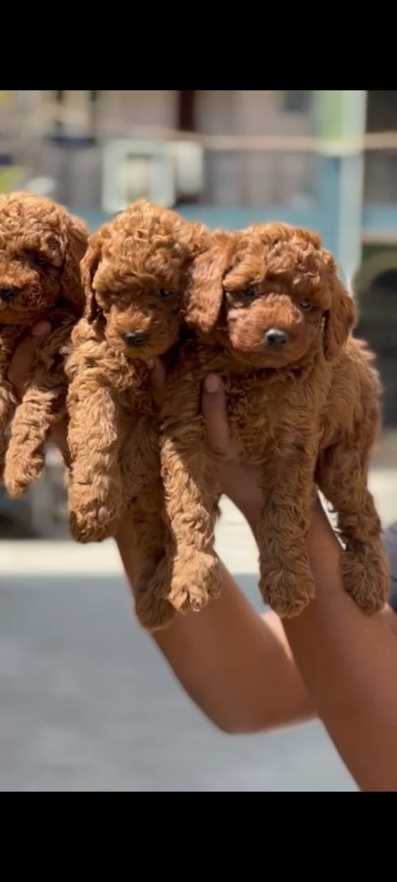 Buy Male Poodle Puppy from Bangalore